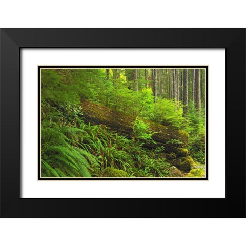 Canada, BC, Plants growing on log in rain forest Black Modern Wood Framed Art Print with Double Matting by Grandmaison, Mike