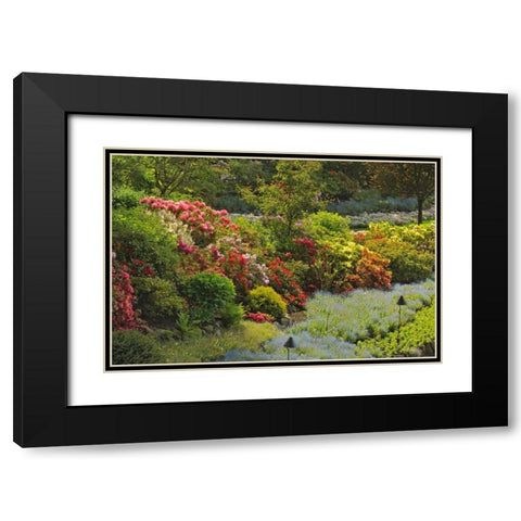 Canada, BC, Vancouver Blooming flowers Black Modern Wood Framed Art Print with Double Matting by Grandmaison, Mike