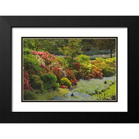 Canada, BC, Vancouver Blooming flowers Black Modern Wood Framed Art Print with Double Matting by Grandmaison, Mike