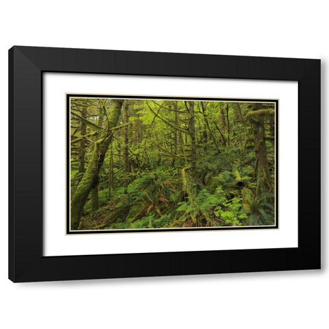 Canada, BC, Golden Ears PP Coastal rain forest Black Modern Wood Framed Art Print with Double Matting by Grandmaison, Mike
