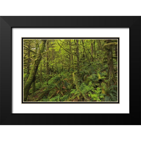 Canada, BC, Golden Ears PP Coastal rain forest Black Modern Wood Framed Art Print with Double Matting by Grandmaison, Mike