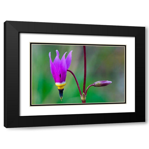 Canada-British Columbia-Kootenay National Park Common shooting star flower close-up Black Modern Wood Framed Art Print with Double Matting by Jaynes Gallery