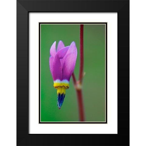 Canada-British Columbia-Kootenay National Park Common shooting star flower close-up Black Modern Wood Framed Art Print with Double Matting by Jaynes Gallery