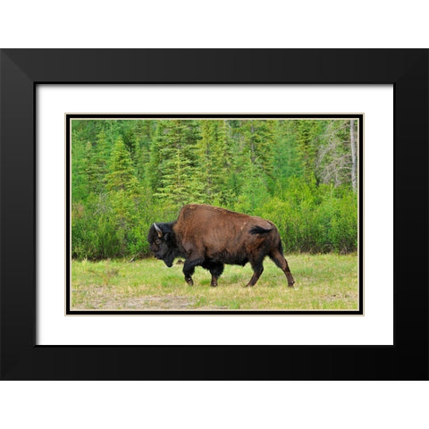 Canada-British Columbia-Coal River Wood bison close-up Black Modern Wood Framed Art Print with Double Matting by Jaynes Gallery