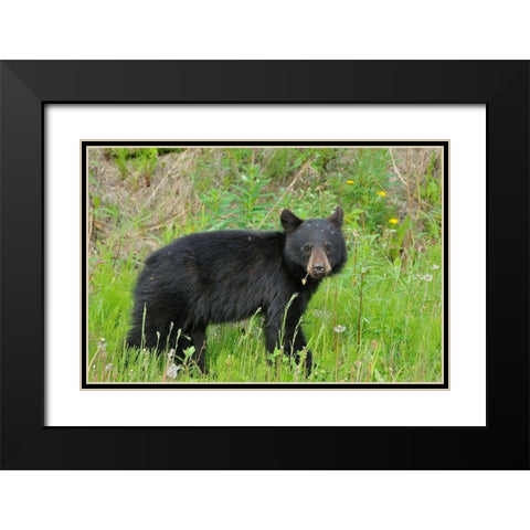 Canada-British Columbia-Whistler American black bear cub close-up Black Modern Wood Framed Art Print with Double Matting by Jaynes Gallery