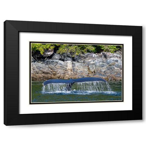 Canada-British Columbia-Great Bear Rainforest Humpback whale tail Black Modern Wood Framed Art Print with Double Matting by Hopkins, Cindy Miller