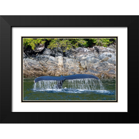 Canada-British Columbia-Great Bear Rainforest Humpback whale tail Black Modern Wood Framed Art Print with Double Matting by Hopkins, Cindy Miller