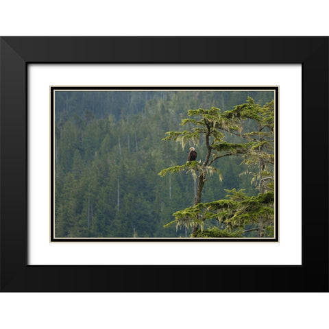 British Columbia A Bald Eagle perches on a limb amid Bearded Lichen in forested Vancouver Island Black Modern Wood Framed Art Print with Double Matting by Luhm, Gary