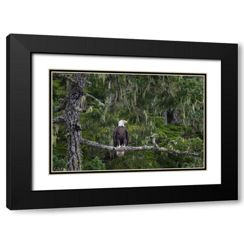 Canada-British Columbia A Bald Eagle perches on a limb amid Bearded Lichen Black Modern Wood Framed Art Print with Double Matting by Luhm, Gary