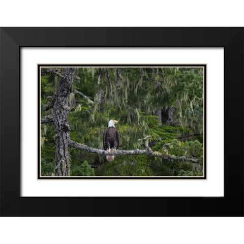 Canada-British Columbia A Bald Eagle perches on a limb amid Bearded Lichen Black Modern Wood Framed Art Print with Double Matting by Luhm, Gary