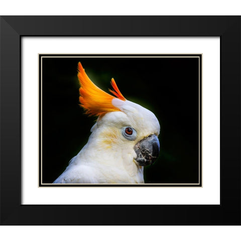 Orange Crest Citron Crested Cockatoo Medium sized cockatoo endangered species from Indonesia Black Modern Wood Framed Art Print with Double Matting by Perry, William