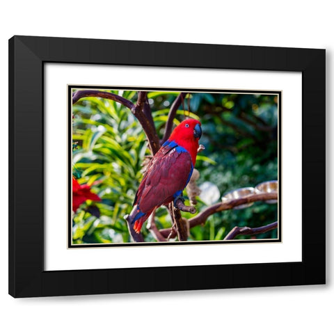 Red blue Female Eclectus Parrot close-up Native to Solomon Islands-New Guinea Black Modern Wood Framed Art Print with Double Matting by Perry, William