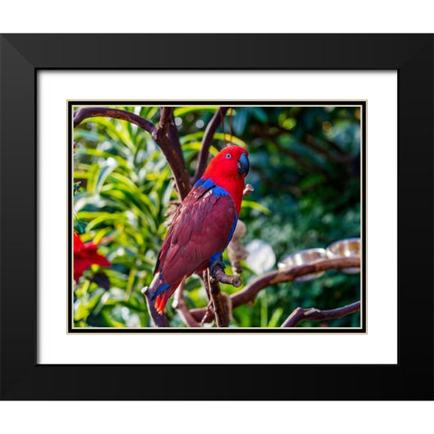 Red blue Female Eclectus Parrot close-up Native to Solomon Islands-New Guinea Black Modern Wood Framed Art Print with Double Matting by Perry, William