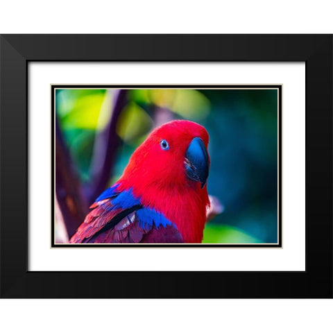 Red blue Female Eclectus Parrot close-up Native to Solomon Islands-New Guinea Black Modern Wood Framed Art Print with Double Matting by Perry, William
