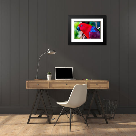 Red blue Female Eclectus Parrot close-up Native to Solomon Islands-New Guinea Black Modern Wood Framed Art Print with Double Matting by Perry, William