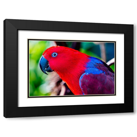 Red blue Female Eclectus Parrot close-up Native to Solomon Islands-New Guinea Black Modern Wood Framed Art Print with Double Matting by Perry, William