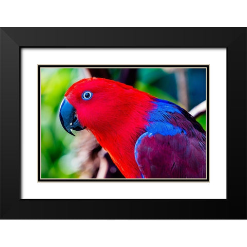 Red blue Female Eclectus Parrot close-up Native to Solomon Islands-New Guinea Black Modern Wood Framed Art Print with Double Matting by Perry, William