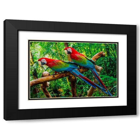 green Wing Macaws-Originally from South America, Black Modern Wood Framed Art Print with Double Matting by Perry, William