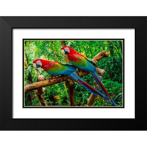 green Wing Macaws-Originally from South America, Black Modern Wood Framed Art Print with Double Matting by Perry, William