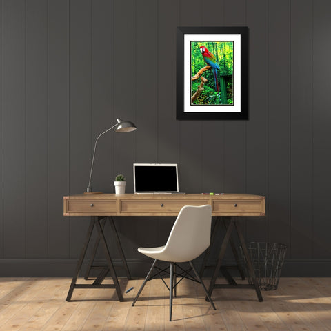 green Wing Macaw Originally from South America, Black Modern Wood Framed Art Print with Double Matting by Perry, William
