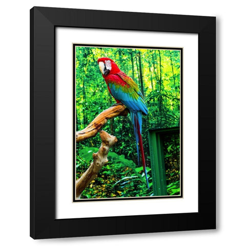 green Wing Macaw Originally from South America, Black Modern Wood Framed Art Print with Double Matting by Perry, William