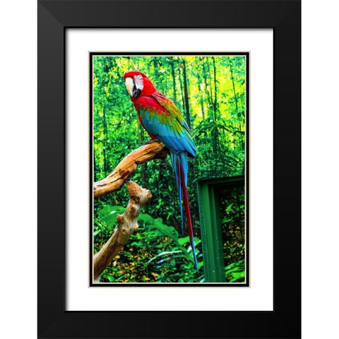 green Wing Macaw Originally from South America, Black Modern Wood Framed Art Print with Double Matting by Perry, William