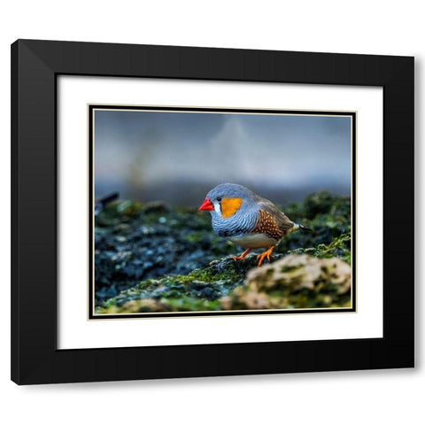 Orange-cheeked Waxbill Close-Up Originated Western Africa Black Modern Wood Framed Art Print with Double Matting by Perry, William
