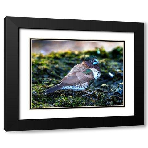 Society Finch Plumage Close-Up Native of North America Black Modern Wood Framed Art Print with Double Matting by Perry, William