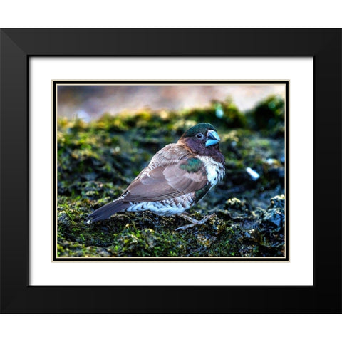 Society Finch Plumage Close-Up Native of North America Black Modern Wood Framed Art Print with Double Matting by Perry, William