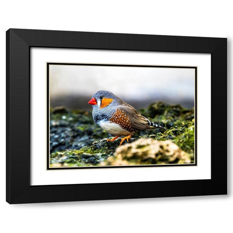 Orange-cheeked Waxbill Close-Up Originated Western Africa Black Modern Wood Framed Art Print with Double Matting by Perry, William