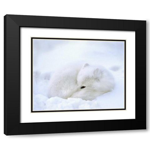 Canada, Churchill Artic fox rests in a snowdrift Black Modern Wood Framed Art Print with Double Matting by Kelley, David