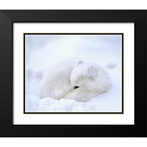 Canada, Churchill Artic fox rests in a snowdrift Black Modern Wood Framed Art Print with Double Matting by Kelley, David