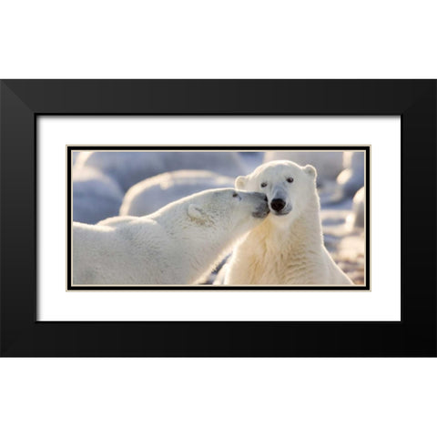 Canada, Manitoba, Churchill Polar bear kiss Black Modern Wood Framed Art Print with Double Matting by Kaveney, Wendy