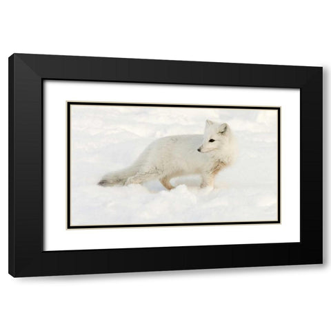Canada, Manitoba, Hudson Bay Arctic fox in snow Black Modern Wood Framed Art Print with Double Matting by Kaveney, Wendy