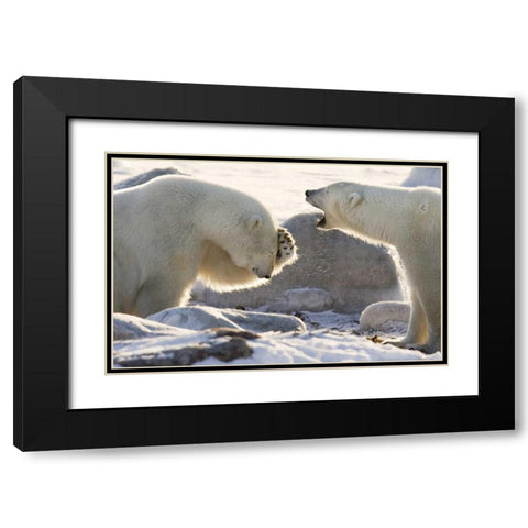 Canada, Churchill Two polar bears share a joke Black Modern Wood Framed Art Print with Double Matting by Kaveney, Wendy
