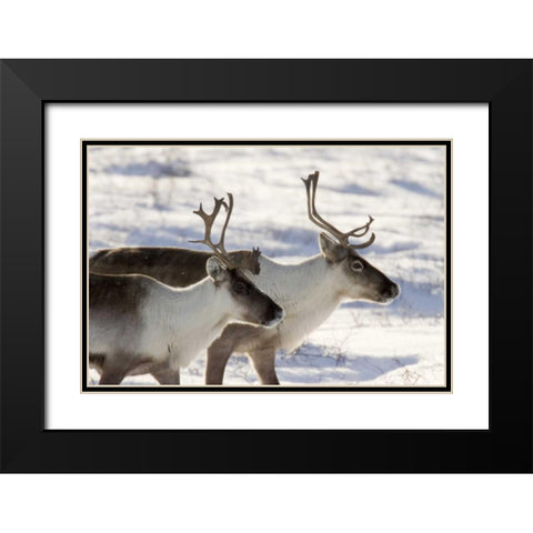 Canada, Manitoba, Hudson Bay Two caribou Black Modern Wood Framed Art Print with Double Matting by Kaveney, Wendy