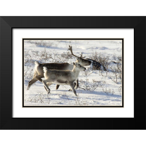 Canada, Manitoba, Caribou starting to run Black Modern Wood Framed Art Print with Double Matting by Kaveney, Wendy