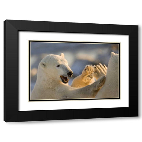 Canada, Churchill Sparring polar bears Black Modern Wood Framed Art Print with Double Matting by Kaveney, Wendy