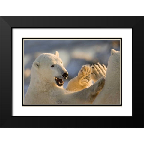 Canada, Churchill Sparring polar bears Black Modern Wood Framed Art Print with Double Matting by Kaveney, Wendy