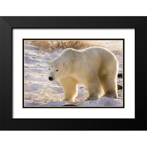 Canada, Churchill Polar bear walking in snow Black Modern Wood Framed Art Print with Double Matting by Kaveney, Wendy