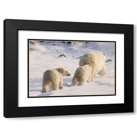 Canada, Churchill Polar bear cubs follow mother Black Modern Wood Framed Art Print with Double Matting by Kaveney, Wendy