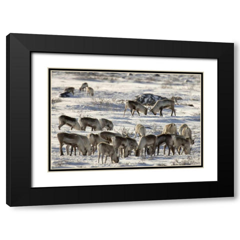 Canada, Manitoba, Two male caribou butting heads Black Modern Wood Framed Art Print with Double Matting by Kaveney, Wendy