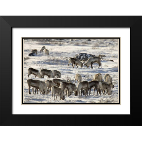 Canada, Manitoba, Two male caribou butting heads Black Modern Wood Framed Art Print with Double Matting by Kaveney, Wendy
