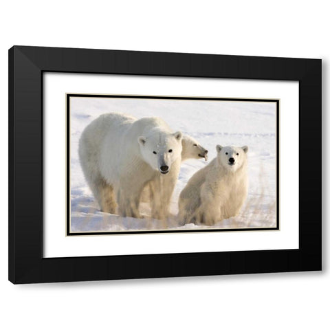 Canada, Churchill Mother polar bear and two cubs Black Modern Wood Framed Art Print with Double Matting by Kaveney, Wendy