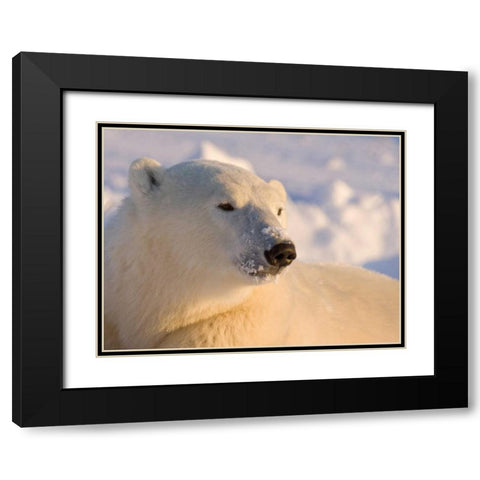 Canada, Manitoba, Churchill Polar bear Black Modern Wood Framed Art Print with Double Matting by Kaveney, Wendy