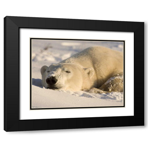 Canada, Manitoba, Churchill Sleeping polar bear Black Modern Wood Framed Art Print with Double Matting by Kaveney, Wendy