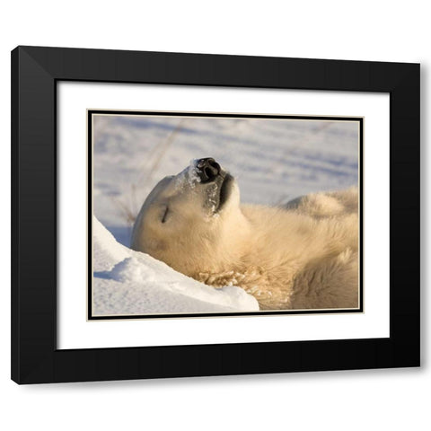 Canada, Manitoba, Churchill Sleeping polar bear Black Modern Wood Framed Art Print with Double Matting by Kaveney, Wendy