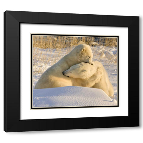 Canada, Churchill Sparring polar bears Black Modern Wood Framed Art Print with Double Matting by Kaveney, Wendy