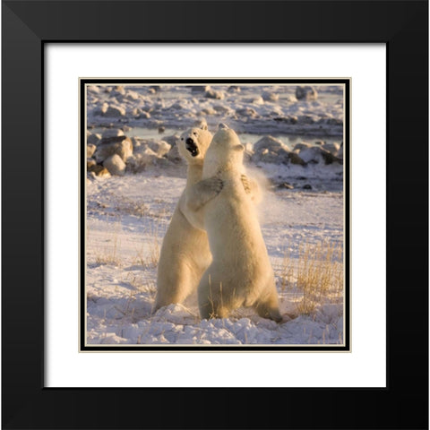 Canada, Churchill Sparring polar bears Black Modern Wood Framed Art Print with Double Matting by Kaveney, Wendy
