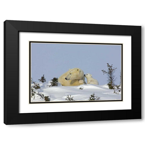 Canada, Manitoba, Wapusk Polar bear cub playing Black Modern Wood Framed Art Print with Double Matting by Illg, Cathy and Gordon
